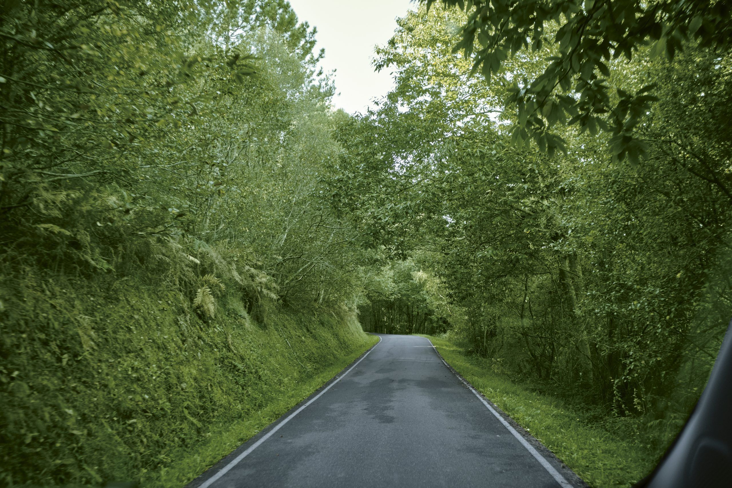 Túneles formados por los árboles en la Ruta vaqueira en Turitaxi Cuideiru