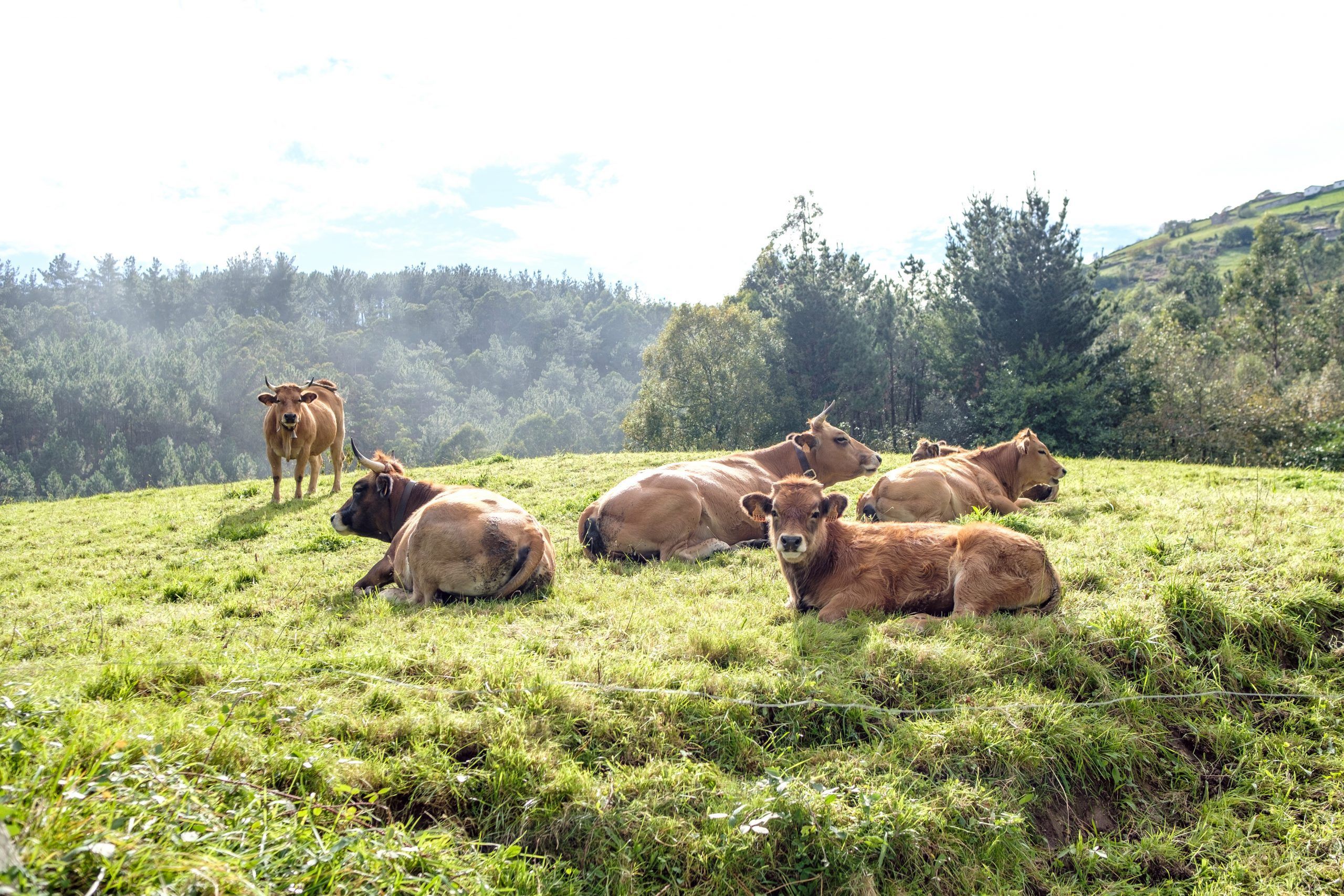 Las vacas nos saludan en la ruta vaqueira de Turitaxi Cuideiru