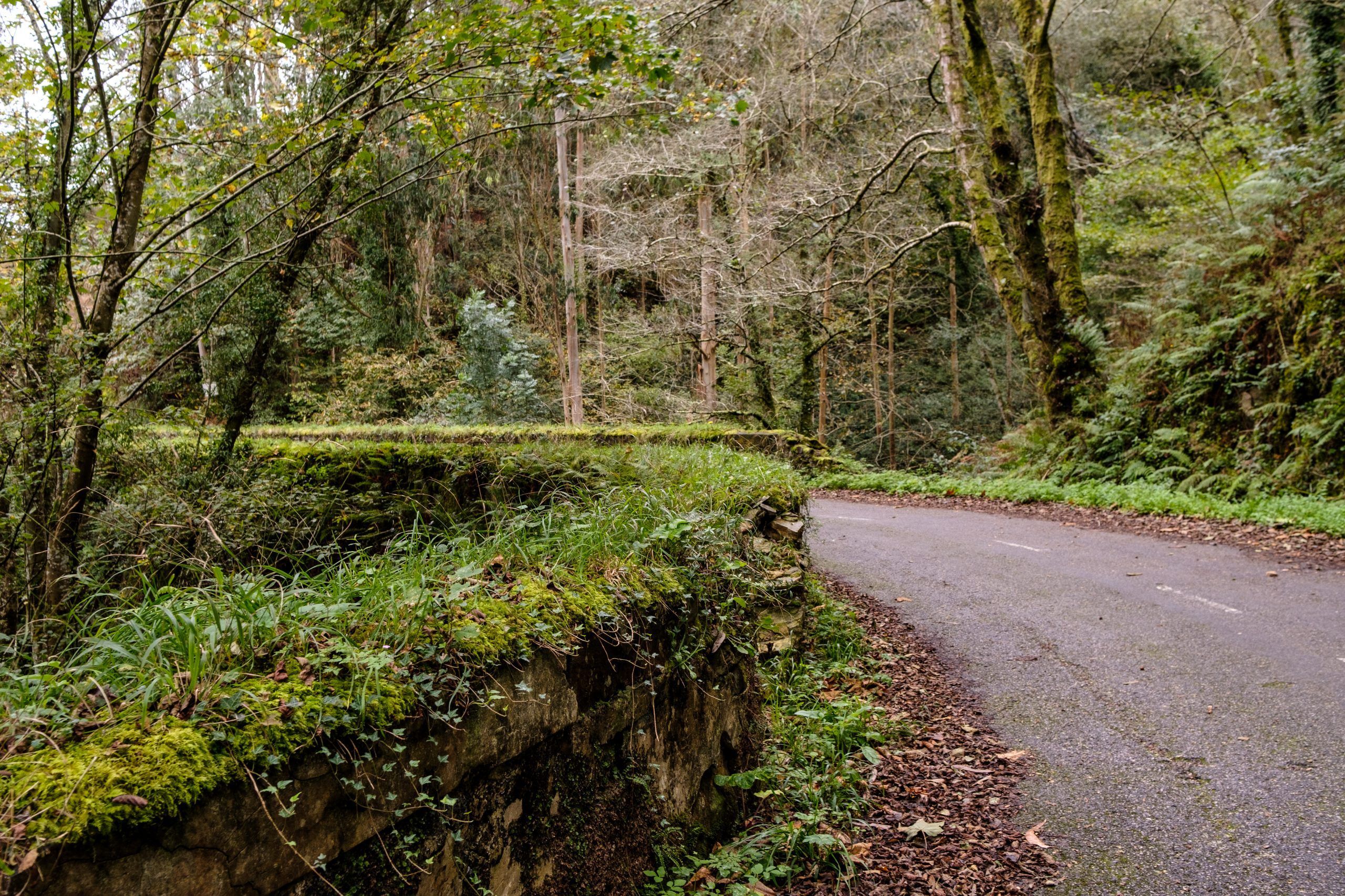 Carreteras llenas de naturaleza en la ruta Marina de Turitaxi Cuideiru