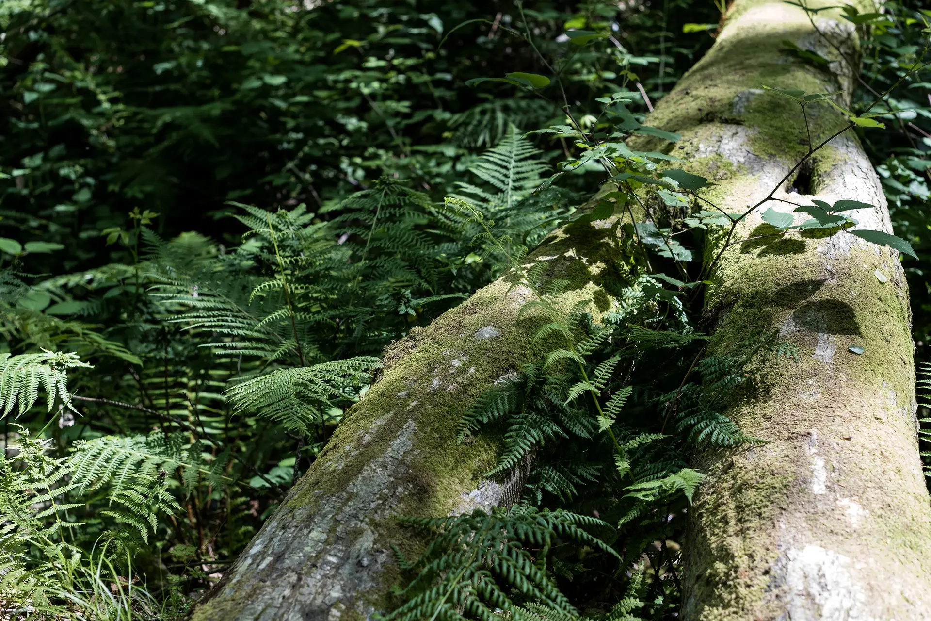 Detalle de helechos de la Ruta Cascada del Gorgollón de Turitaxi Cuideiru